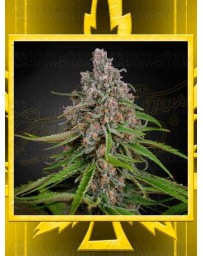 Deep Candy GREEN HOUSE SEEDS