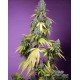 Jet Fuel Mandarine XL Auto SWEET SEEDS