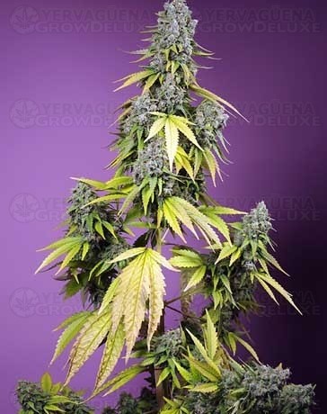 Jet Fuel Mandarine XL Auto SWEET SEEDS