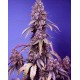 Black Muffin F1 Fast Version SWEET SEEDS 