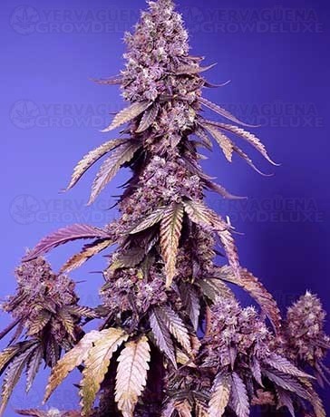 Black Muffin F1 Fast Version SWEET SEEDS 