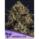 Chimera Cut - ANESIA SEEDS 