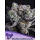 Blackberry Moonrocks - ANESIA SEEDS 