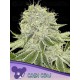 Cash Cow - ANESIA SEEDS 