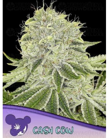 Cash Cow - ANESIA SEEDS 