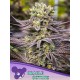 Captain Future - Anesia Seeds