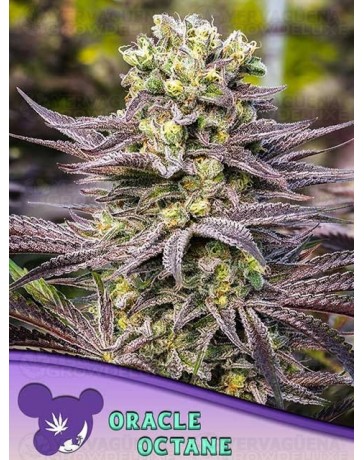 Captain Future - Anesia Seeds