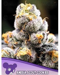 Anesia Scout Cookies - Anesia Seeds