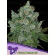 Bruce Banner #3 - Anesia Seeds