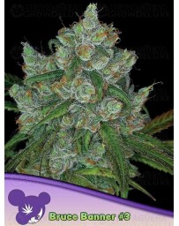 Bruce Banner #3 - Anesia Seeds