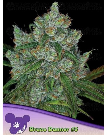 Bruce Banner #3 - Anesia Seeds