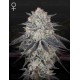 Super Lemon Haze x OGM - GREEN HOUSE SEEDS 