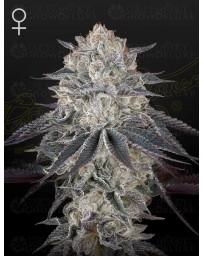 Super Lemon Haze x OGM - GREEN HOUSE SEEDS 