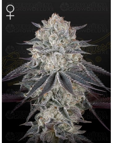 Super Lemon Haze x OGM - GREEN HOUSE SEEDS 