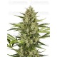 Jack Herer Autoflorecientes - SENSI SEEDS