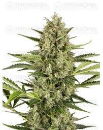 Jack Herer Autoflorecientes - SENSI SEEDS