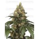 Chocolate Rainbow XXL - SENSI SEEDS