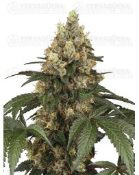 Chocolate Rainbow XXL - SENSI SEEDS