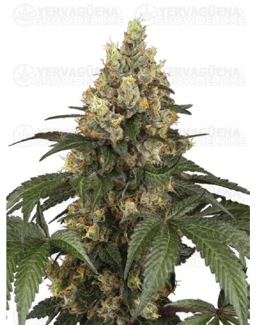 Chocolate Rainbow XXL - SENSI SEEDS