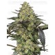 Grapevine Candy Feminizada- SENSI SEEDS