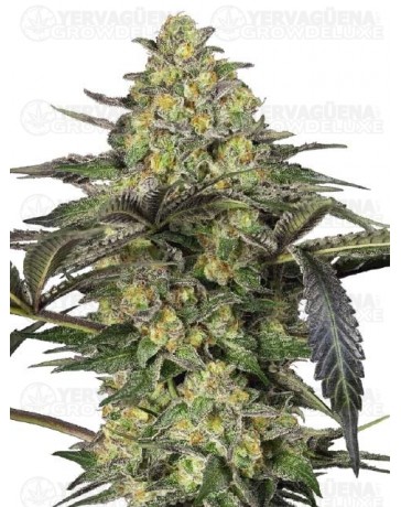 Grapevine Candy Feminizada- SENSI SEEDS