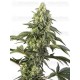 Cosmic Kiss Feminizada - SENSI SEEDS