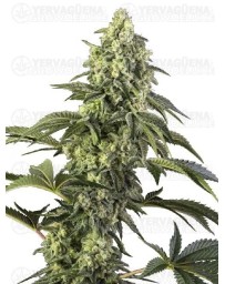 Cosmic Kiss Feminizada - SENSI SEEDS