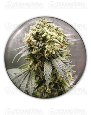 Superfruit CBD - MEDICAL SEEDS