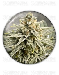 Grape Fuel - MEDICAL SEEDS