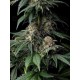 MENDO BREATH STRAIN