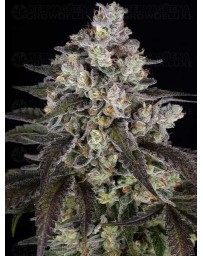 TRAINWRECK - BARNEY'S FARM 