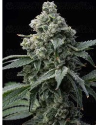 BRUCE BANNER - BARNEY'S FARM 