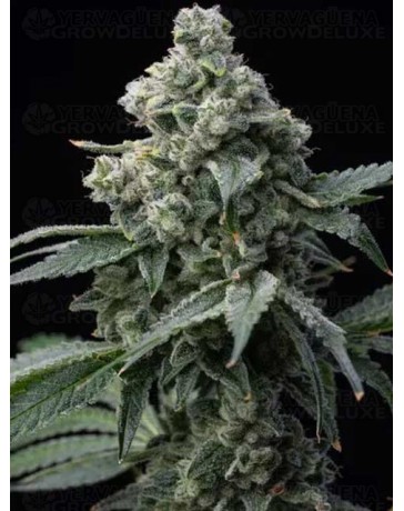 BRUCE BANNER - BARNEY'S FARM 