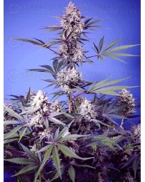 Mental Rainbow F1 Fast Version - SWEET SEEDS 