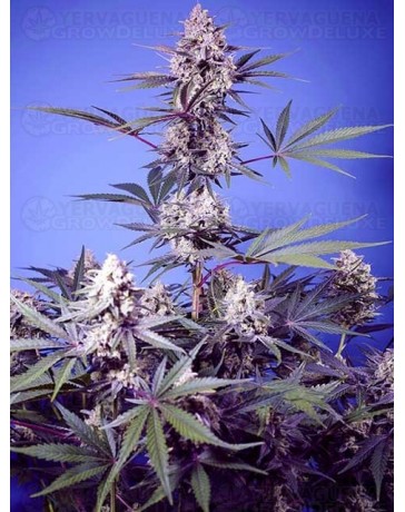 Mental Rainbow F1 Fast Version - SWEET SEEDS 