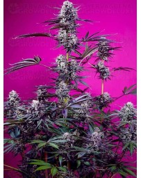 Studio 54 Stardust Auto - SWEET SEEDS 