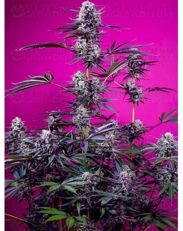 Studio 54 Stardust Auto - SWEET SEEDS 