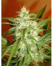 Auto Kaya 47 Advanced Seeds autofloreciente