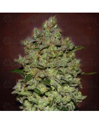 Auto Biodiesel Mass Advanced Seeds Autofloreciente