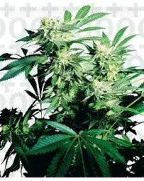 Skunk Kush Sensi Seeds