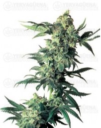 Northern Lights Sensi Seeds Regular