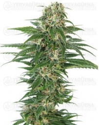 Early Skunk Automatic Sensi Seeds autofloreciente