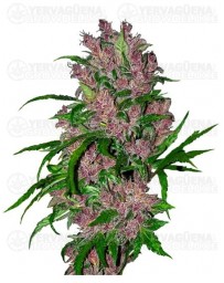 purple-bud-auto-marihuana-morada