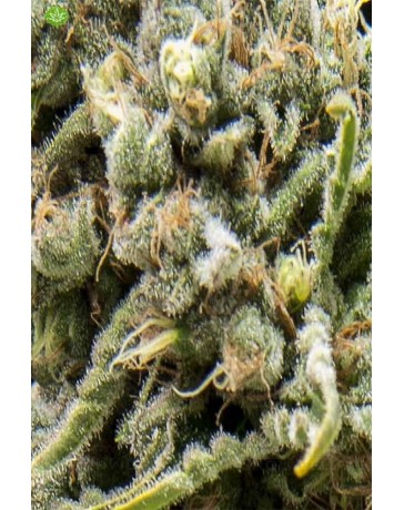 Auto White Widow CBD Pyramid Seeds