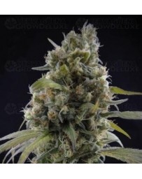 Solodiol CBD Elite Seeds