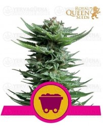 Shining Silver Haze Royal Queen