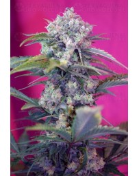 Cream Mandarine Sweet Seeds autofloreciente